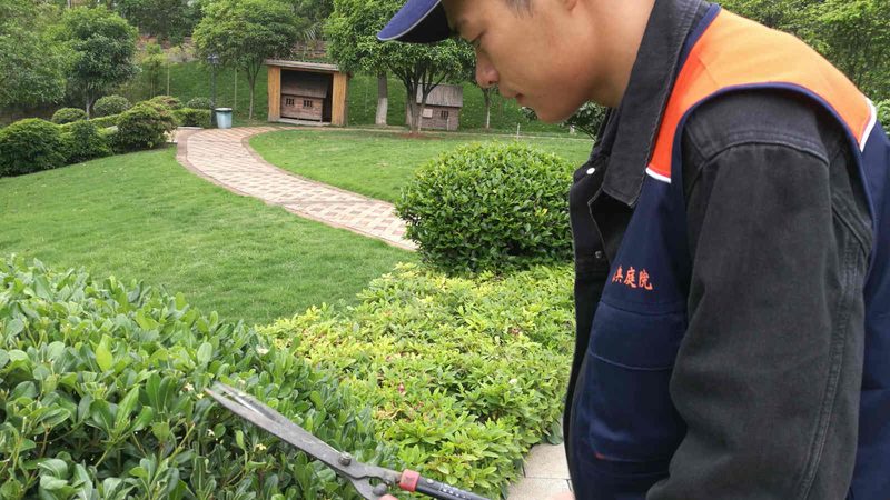 四川苗木基地质量如何把关？揭秘选购要点**