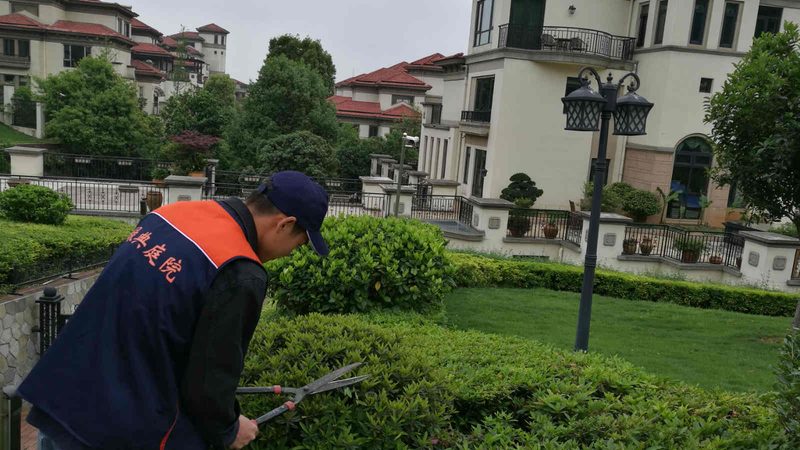 绿植租摆与买断：两种绿化方式的选择与考量