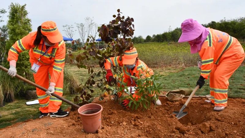 草坪铺设养护注意事项：细节决定成败