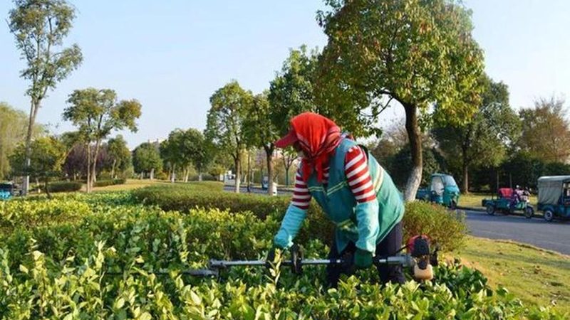 垂直绿化植物品种：如何打造城市绿墙的绿色画卷**